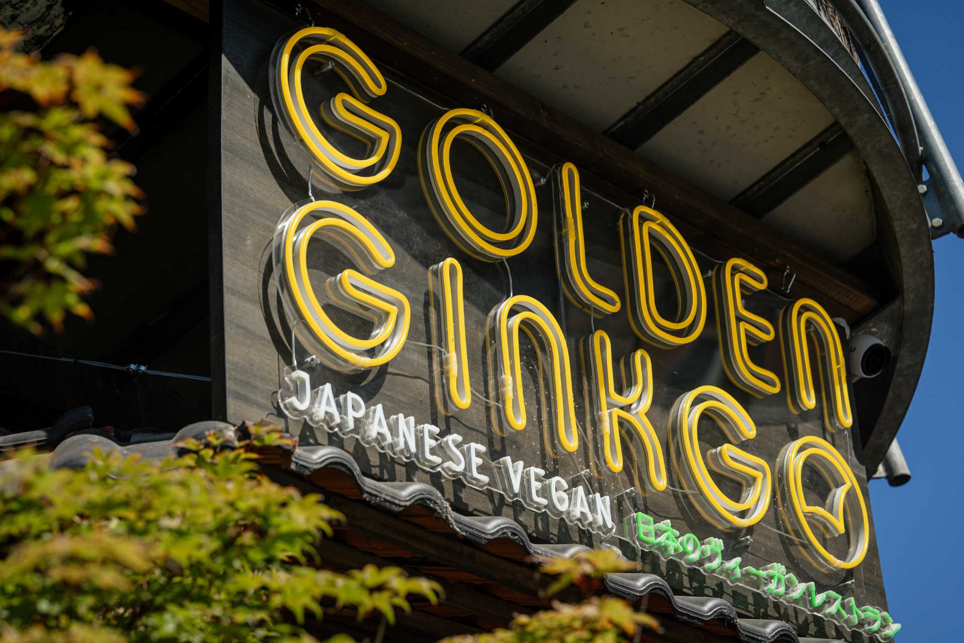 Golden Ginkgo
