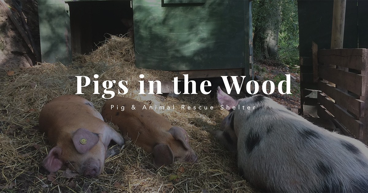 Pigs in the Wood