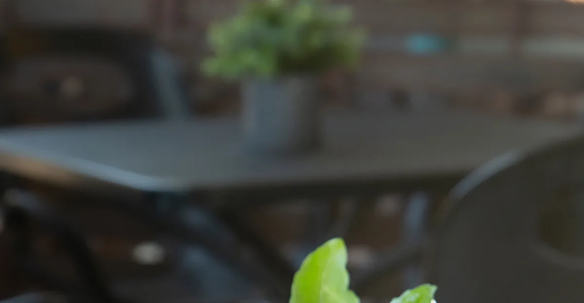Picazzo's Healthy Italian Kitchen
