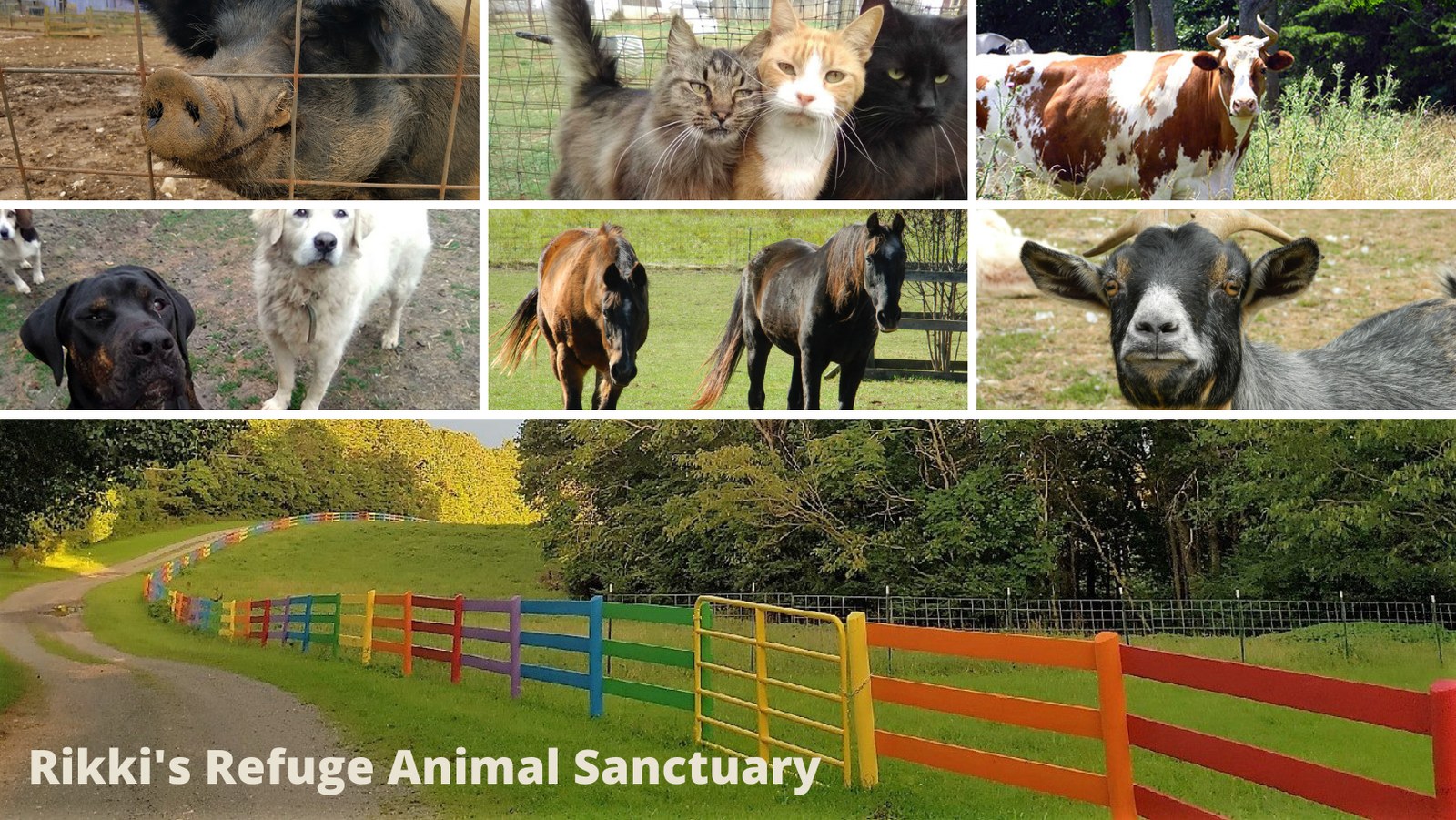 Rikki's Refuge (Orange County)