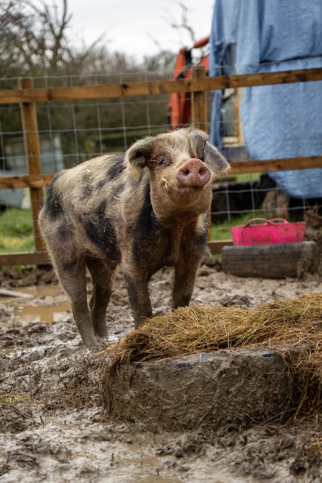 The Retreat Animal Rescue