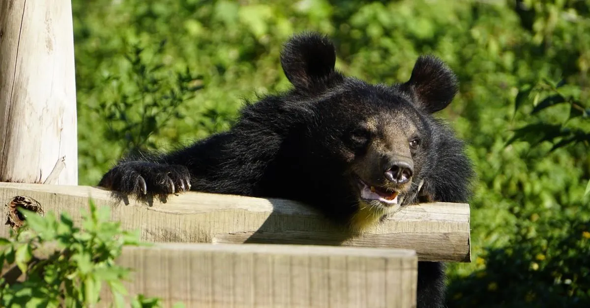 BEAR SANCTUARY Ninh Binh Vegan Restaurant