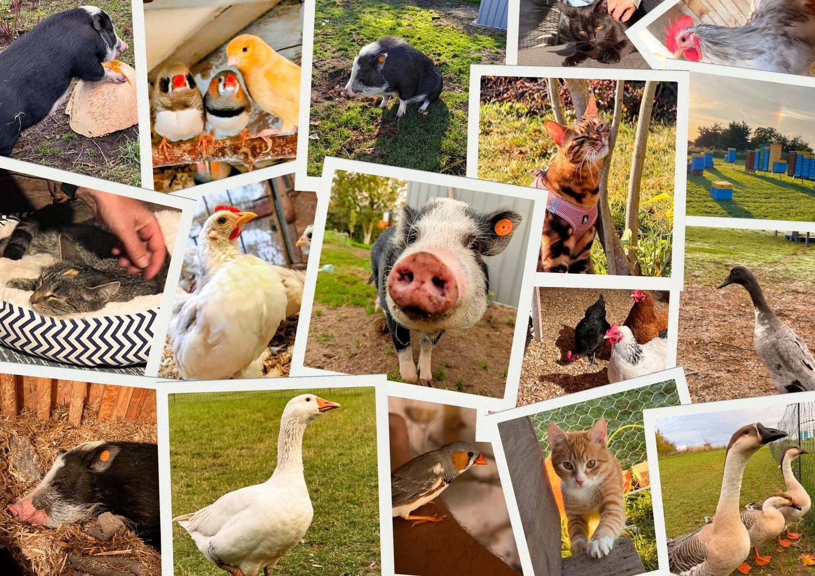 Animal Sanctuary Foundation Poland