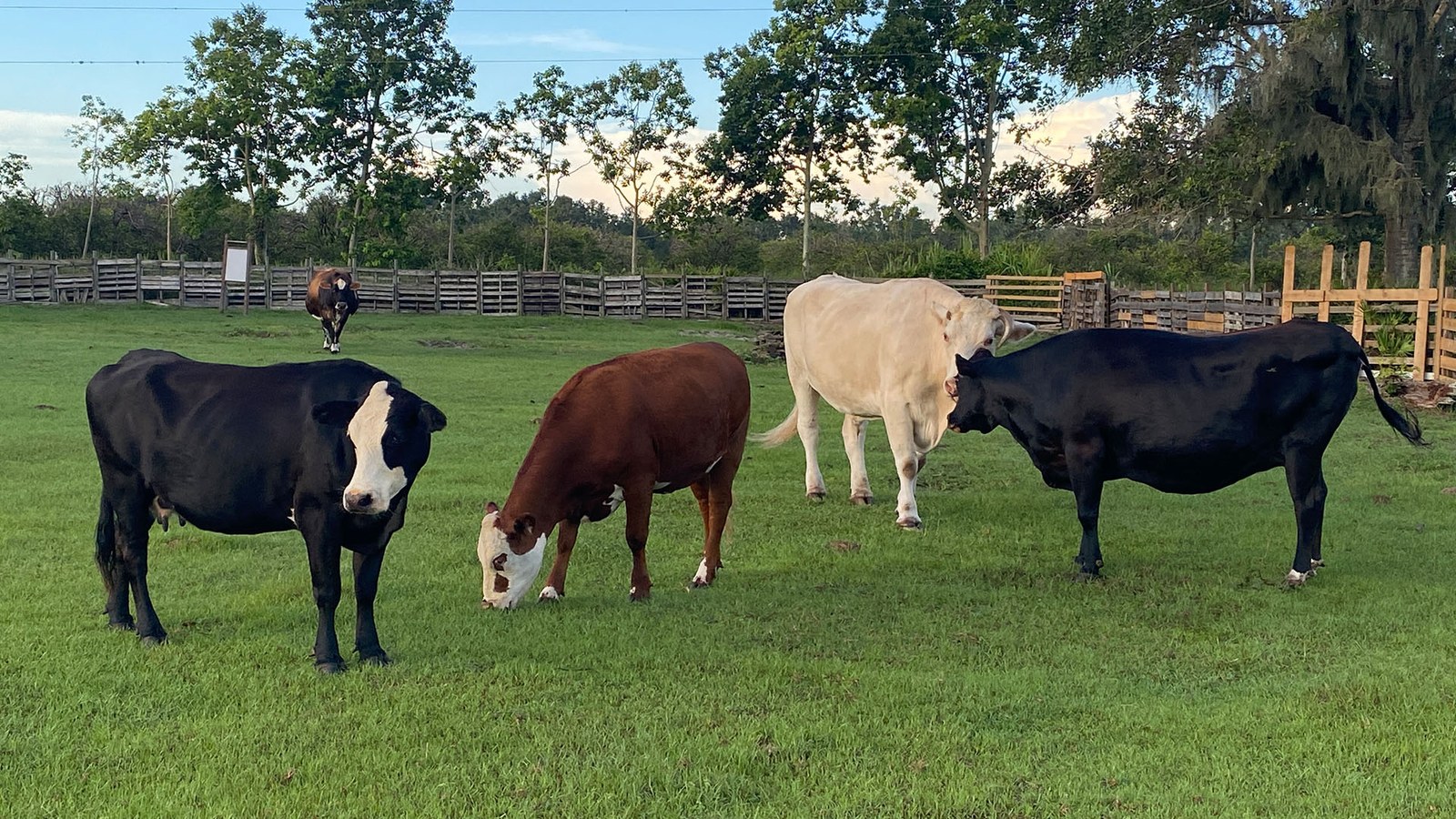 Florida Rescue Farm