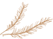 Vasano