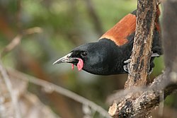 Bird Sanctuary
