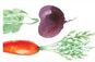 Beets and Carrots