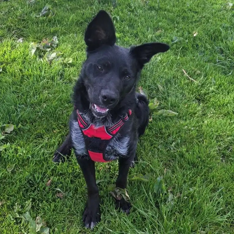 Eden Animal Rescue