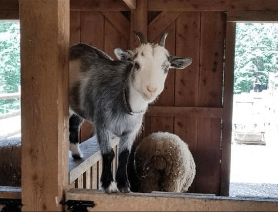 Hope Haven Farm