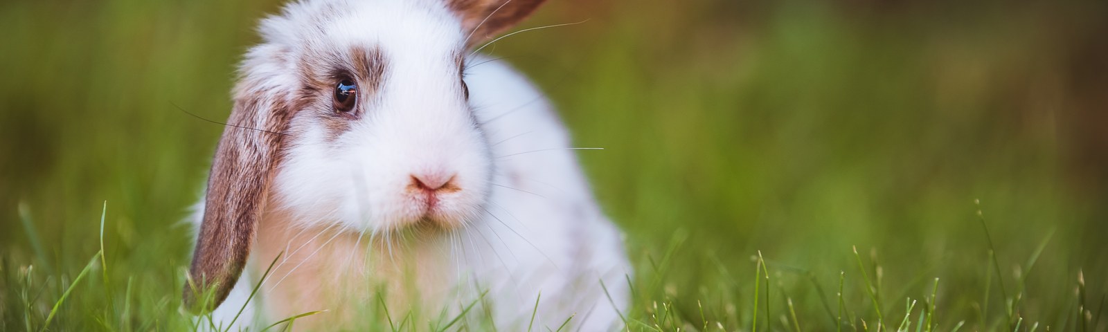 Tierschutz Steiermark
