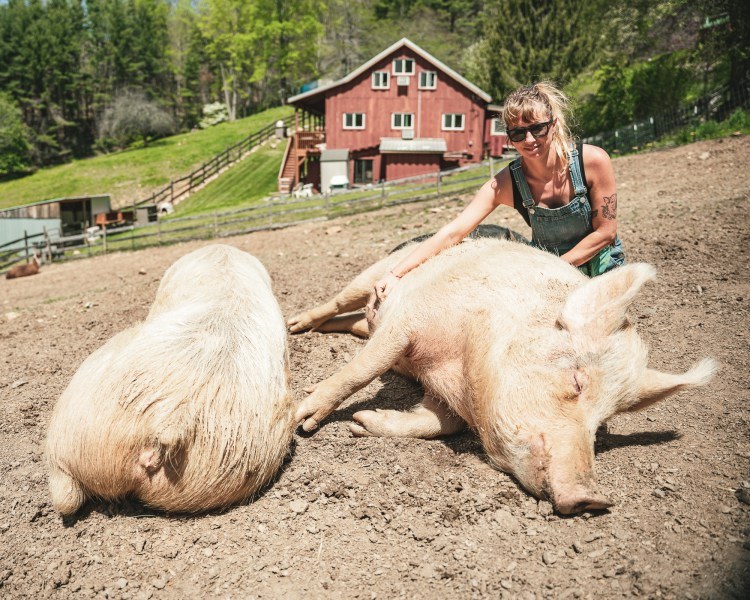 Farmshire Animal Sanctuary