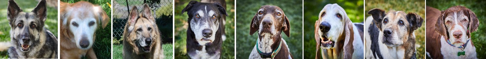 Lily's Legacy Senior Dog Sanctuary