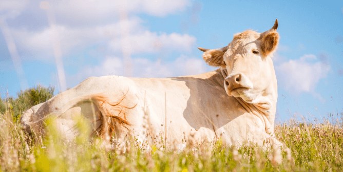 PETA
