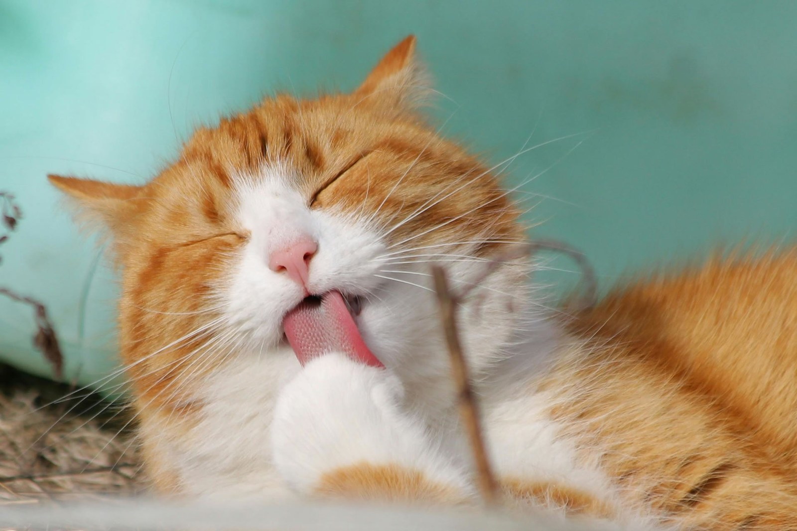 Cuddles Cat Rescue