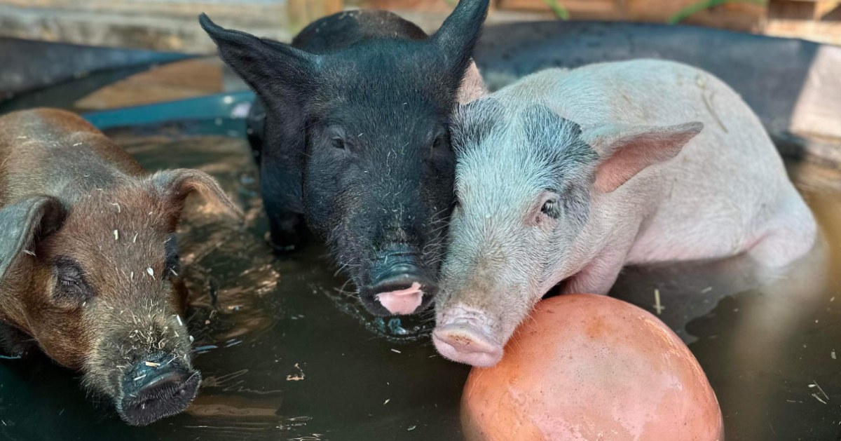 Rosie's Farm Sanctuary
