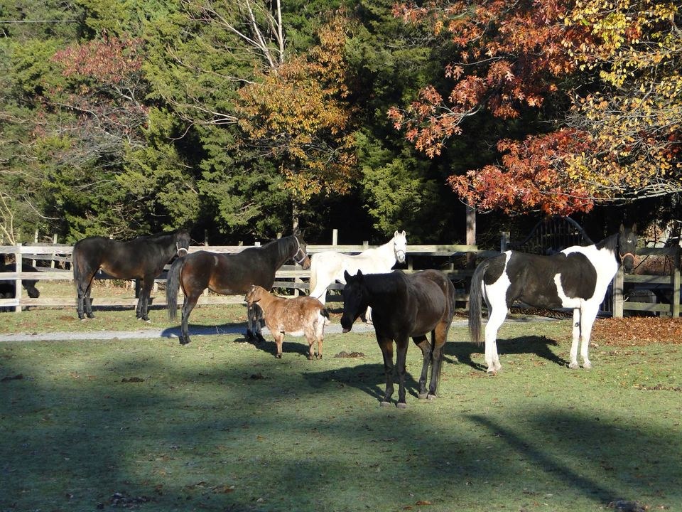 Funny Farm Rescue
