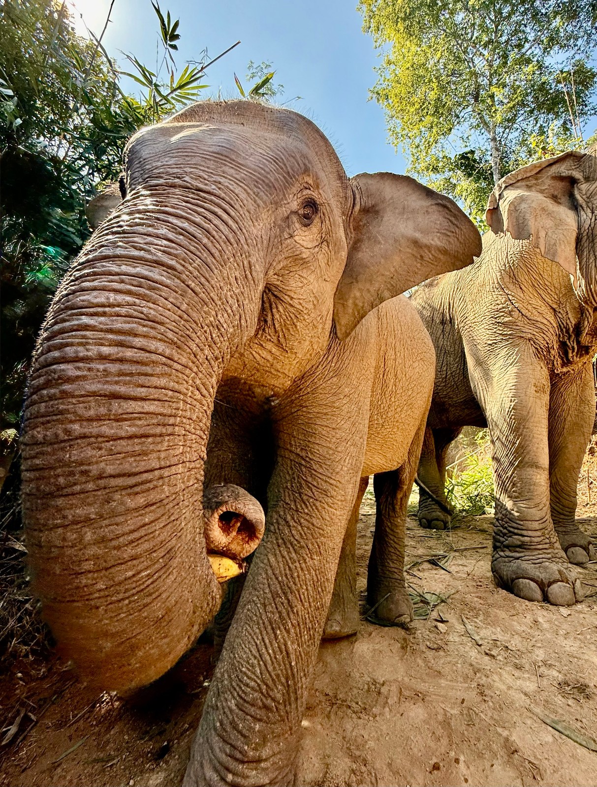 Boon Lott's Elephant Sanctuary