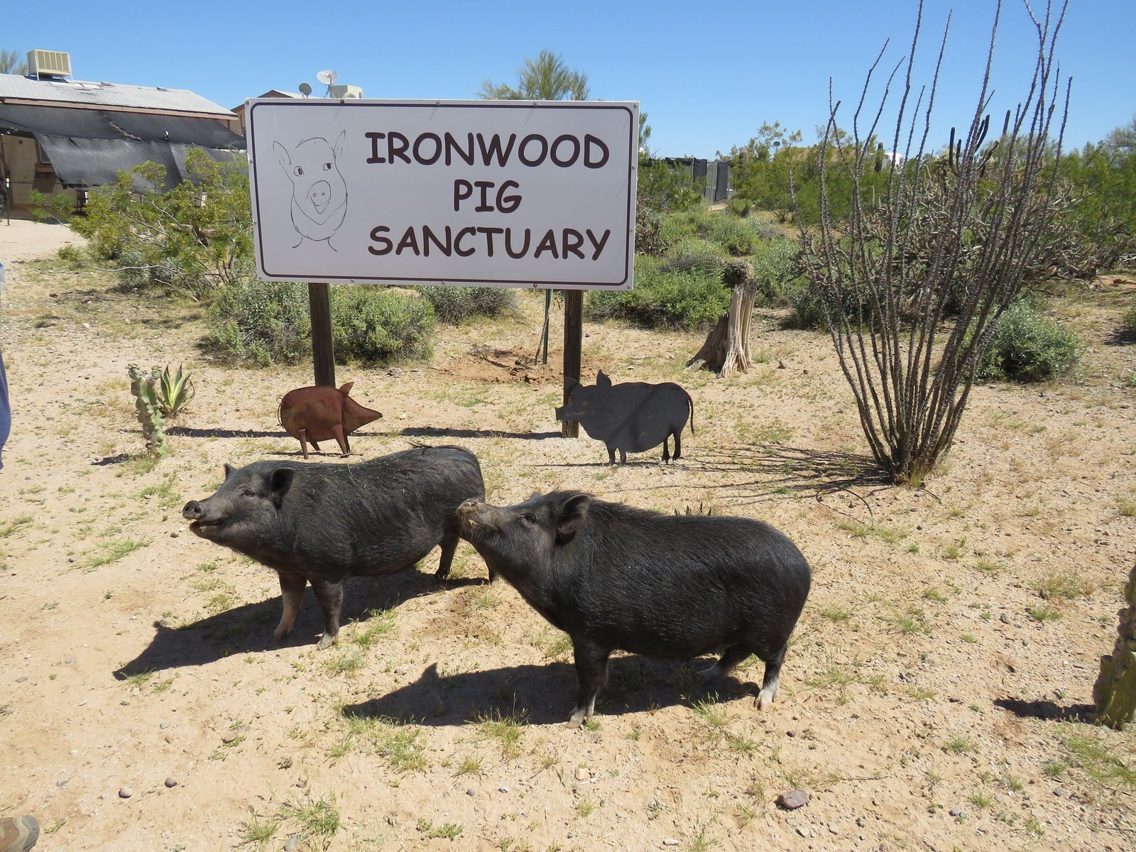 Ironwood Pig Sanctuary