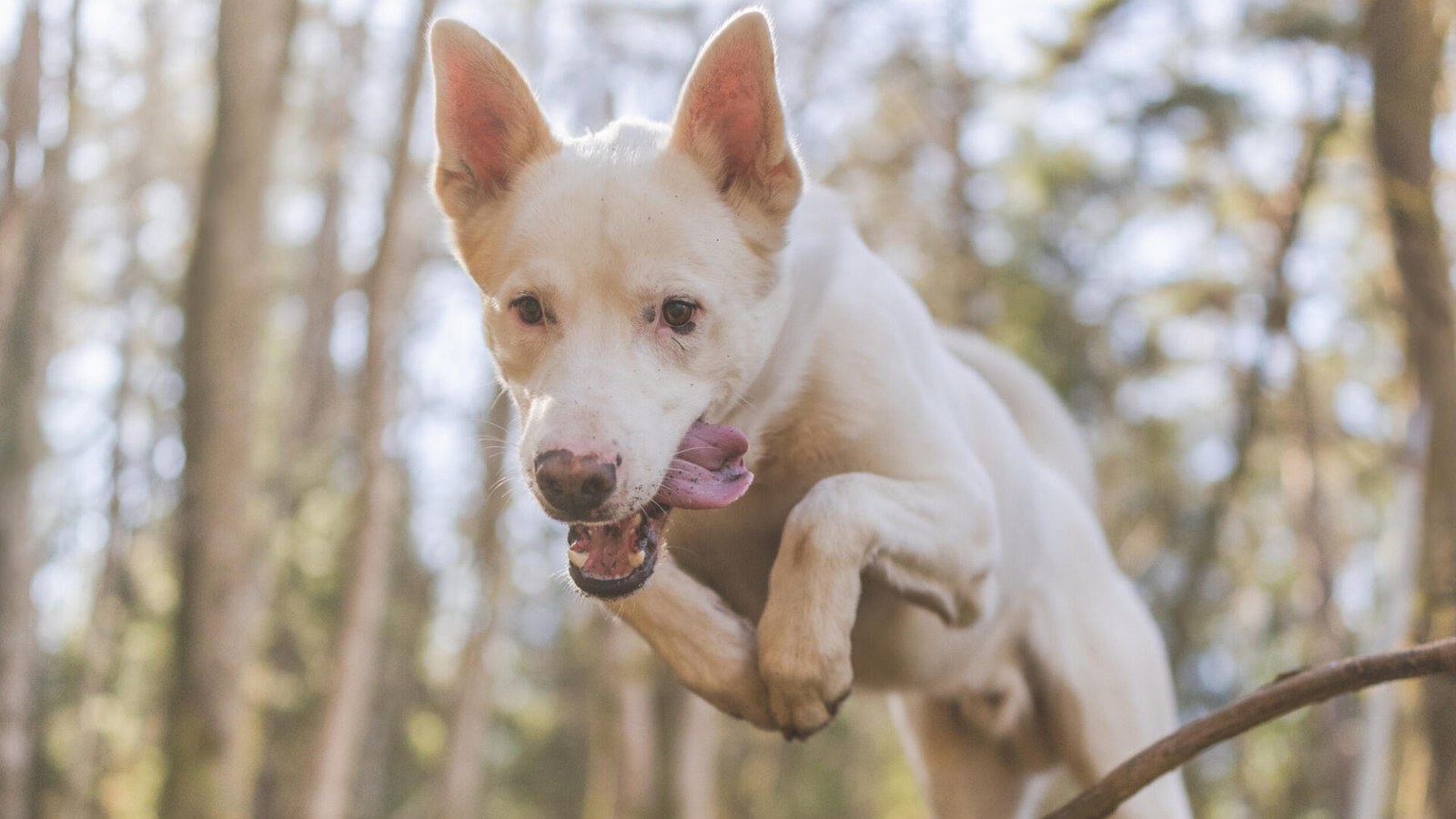 Hundstallet