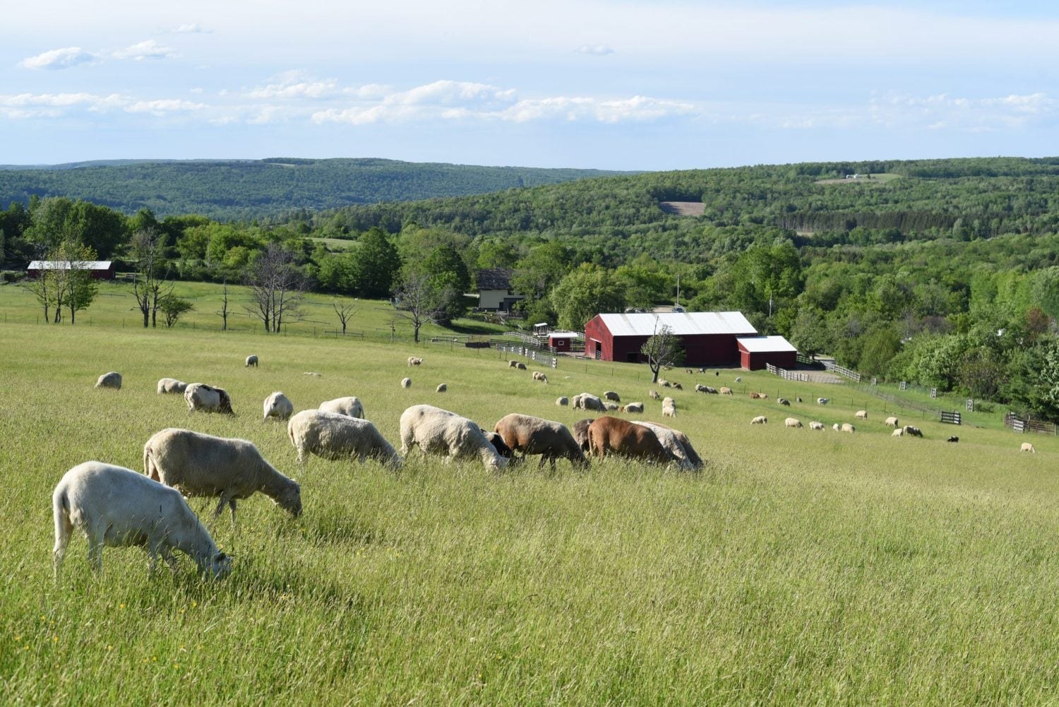 Farm Sanctuary (Watkins Glen)