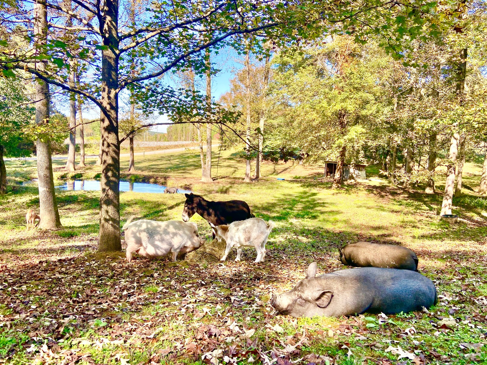 Full Belly Farm Animal Sanctuary