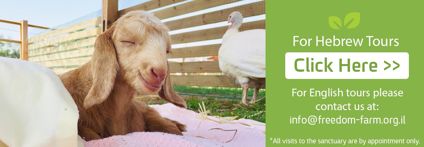 Freedom Farm Sanctuary