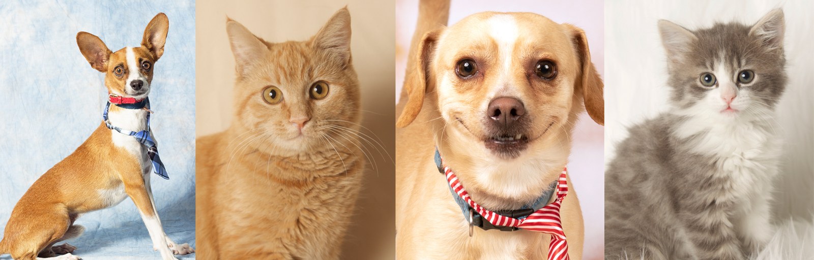 Friends for Life Animal Rescue